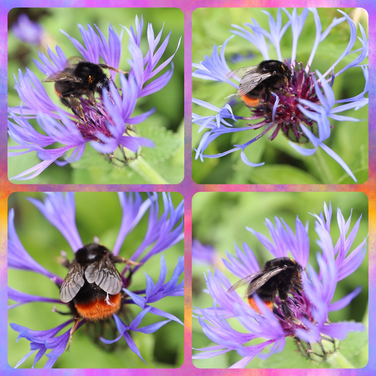 Happy #Sunday from our garden with gorgeous red tailed bumblebee (first one I’ve managed to capture this year) feeding on Centaurea Montana 🐝💙🐝💙🐝💙🐝