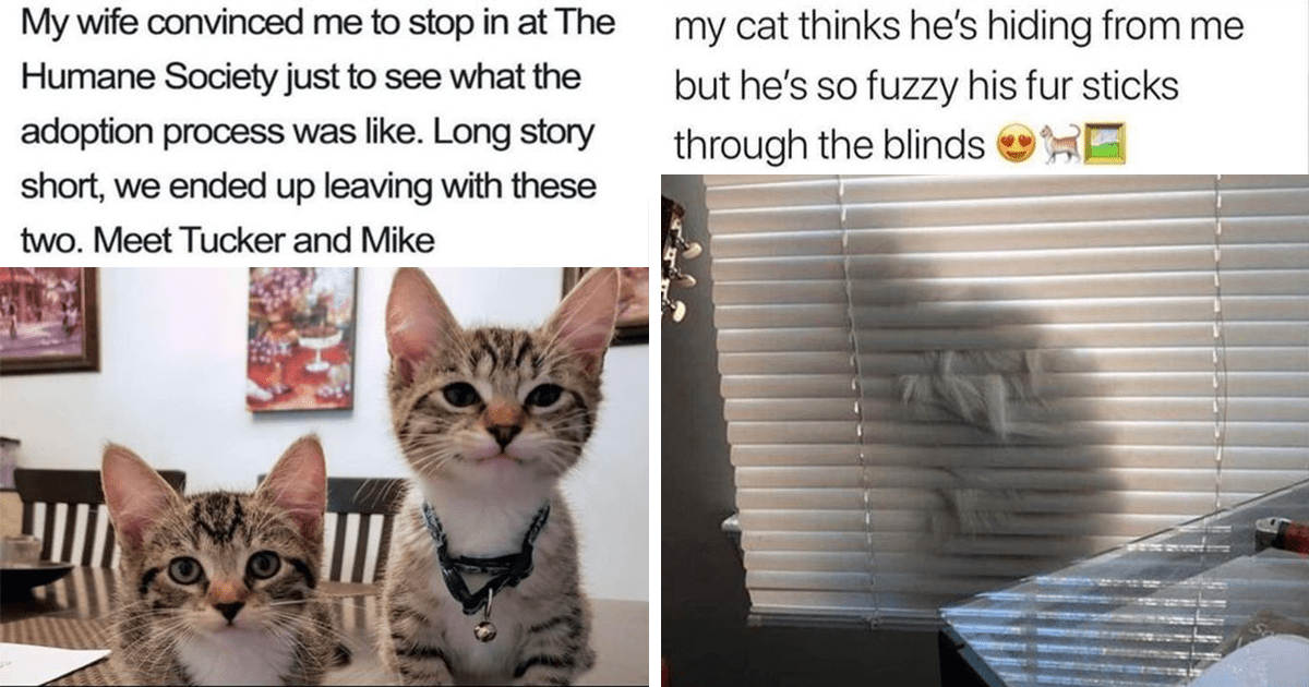 A Wholesome Helping Of Feel-Good Cat Memes To Add Some Pawsitivity Into Your Life: During turbulent times like these, it's impurrtant to remember the good things about humanity. It's impurrtant to focus on those things and to make the best. Disconnect… dlvr.it/T7Pq8h