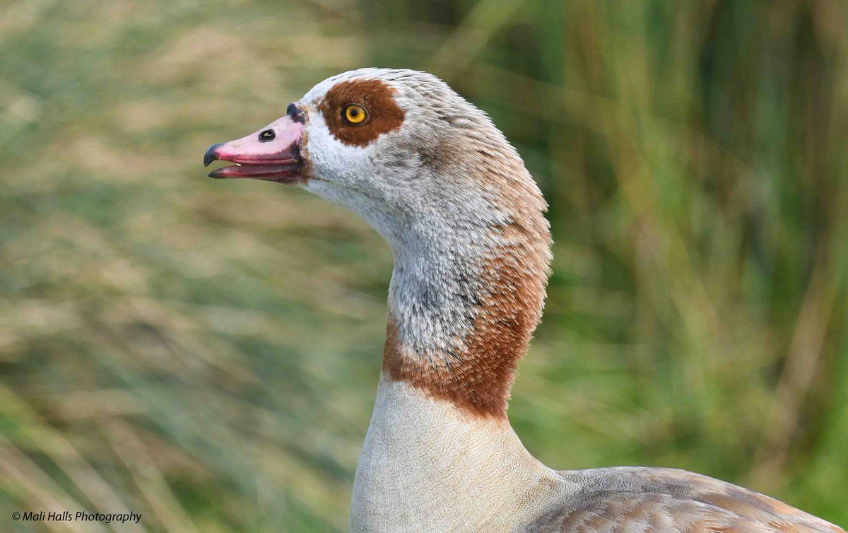 Egyptian Goose. #BirdTwitter #Nature #Photography #wildlife #birds #TwitterNatureCommunity #birding #NaturePhotography #birdphotography #WildlifePhotography #Nikon