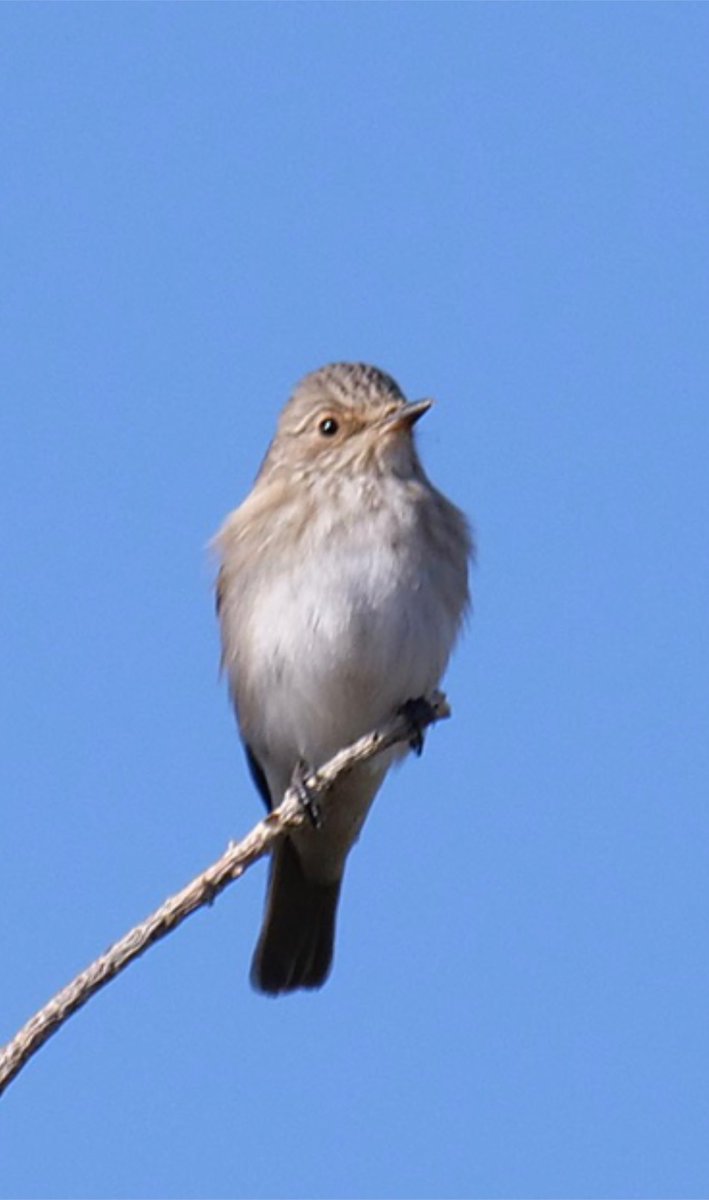 mclachlan_euan's tweet photo. Just back from an amazing trip to Morocco with @Hamidmoroco and still going through the pics, this Flycatcher looked very pale in the field and I’m still not sure what it is, I’ve seen Mediterranean Flycatcher in Mallorca and this looked very similar. Any thoughts welcome. https://t.co/4nEWP4LAPa