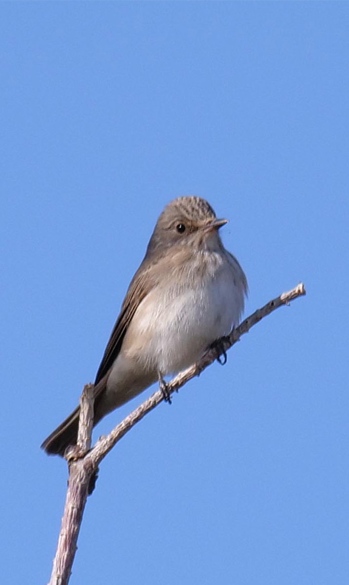 mclachlan_euan's tweet photo. Just back from an amazing trip to Morocco with @Hamidmoroco and still going through the pics, this Flycatcher looked very pale in the field and I’m still not sure what it is, I’ve seen Mediterranean Flycatcher in Mallorca and this looked very similar. Any thoughts welcome. https://t.co/4nEWP4LAPa