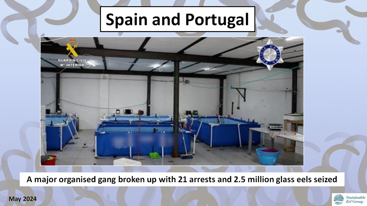 International Eel Trafficking Gang broken up 21 arrested @EelGroup @eelsuitcase @dupan_info @EU_MARE @EU_ENV