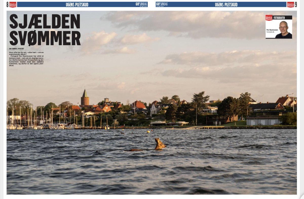 Jan Sommer (@jsjsfrede) on Twitter photo SJÆLDEN  SVØMMER
Hvor ofte har du set – eller hørt – om en svømmende råbuk?
Fotograf Per Rasmussen har altid et kamera med – selv på sin daglige kanotur. 
Derfor kunne han fotografere og dokumentere mødet med den sjældne svømmer, og derfor er det ugens pletskud. SJÆLDEN  SVØMMER
Hvor ofte har du set – eller hørt – om en svømmende råbuk?
Fotograf Per Rasmussen har altid et kamera med – selv på sin daglige kanotur. 
Derfor kunne han fotografere og dokumentere mødet med den sjældne svømmer, og derfor er det ugens pletskud.