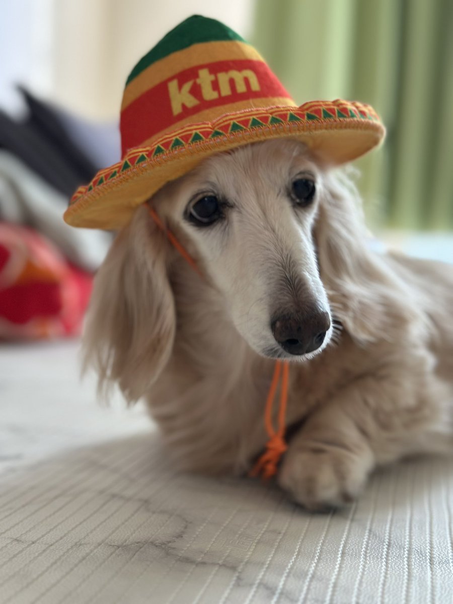 ケツ66 tweet media