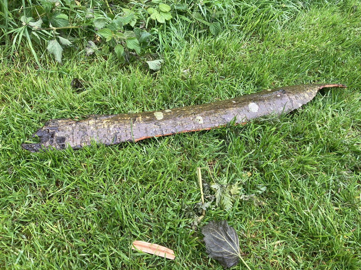 WildMaths's tweet photo. Bark found in a park,
Ripped from a tree. A child’s joy.
Ignorance. Trees die.

Old plants are destroyed; new plantings are destroyed. In time, trees in public areas could become the exception. Natural playgrounds lost. Never has education on nature been so urgent. https://t.co/tVclIiJ5Wc