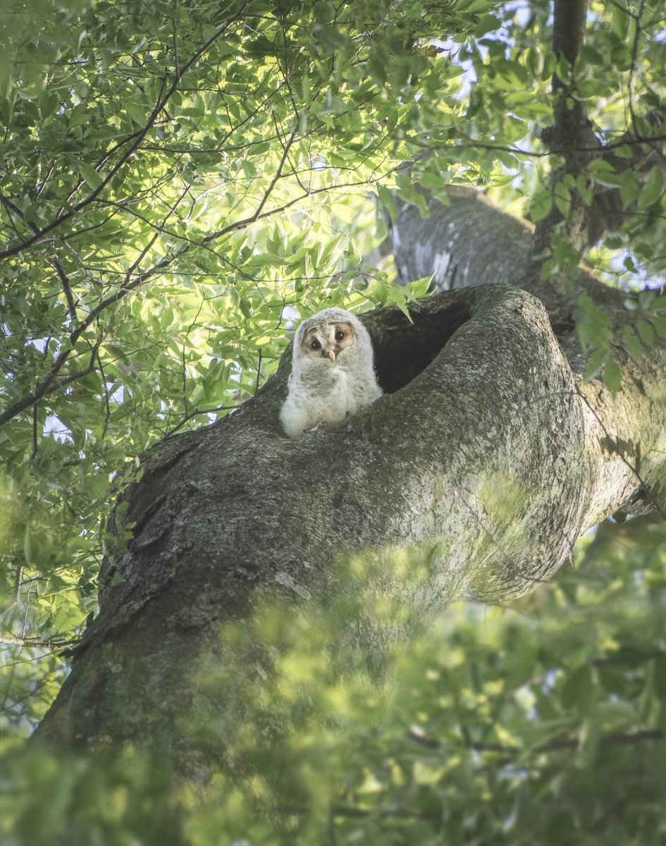 地元で生まれたフクロウの可愛さの破壊力をみて…