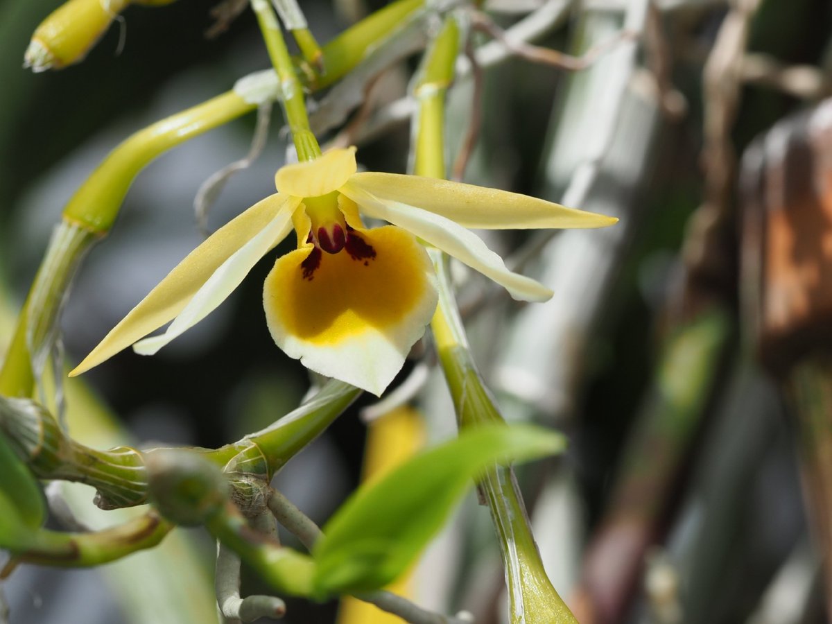 Dendrobium aphrodite