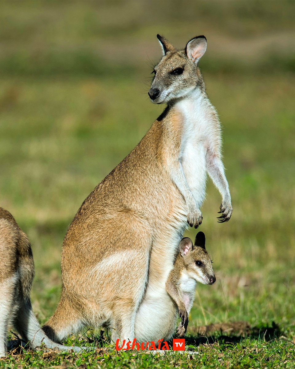 On souhaite une belle #FêteDesMères à (TOUTES) les mamans 😅 📅 'Premiers pas dans la savane' une série documentaire à retrouver le 31 mai à 20:45