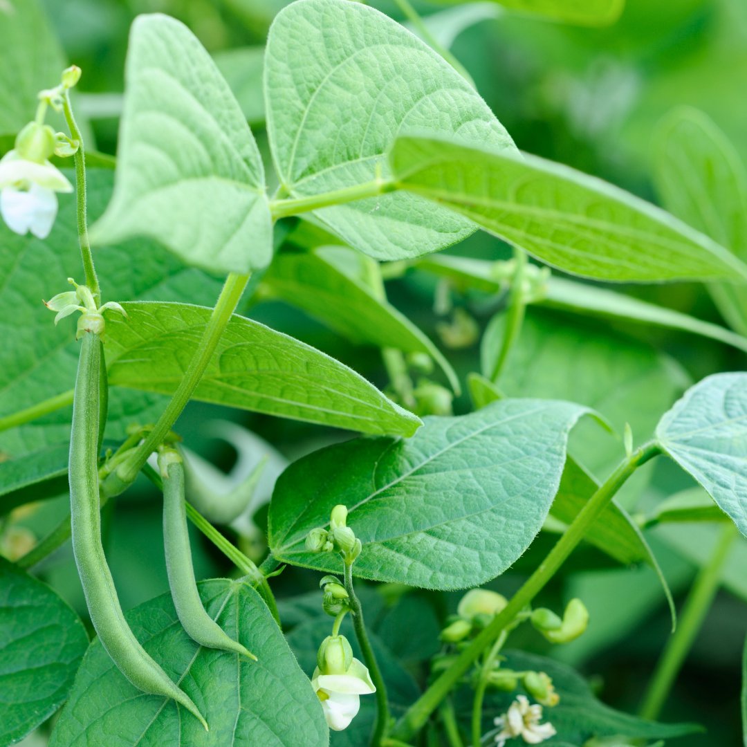 Seed Pantry® tweet media