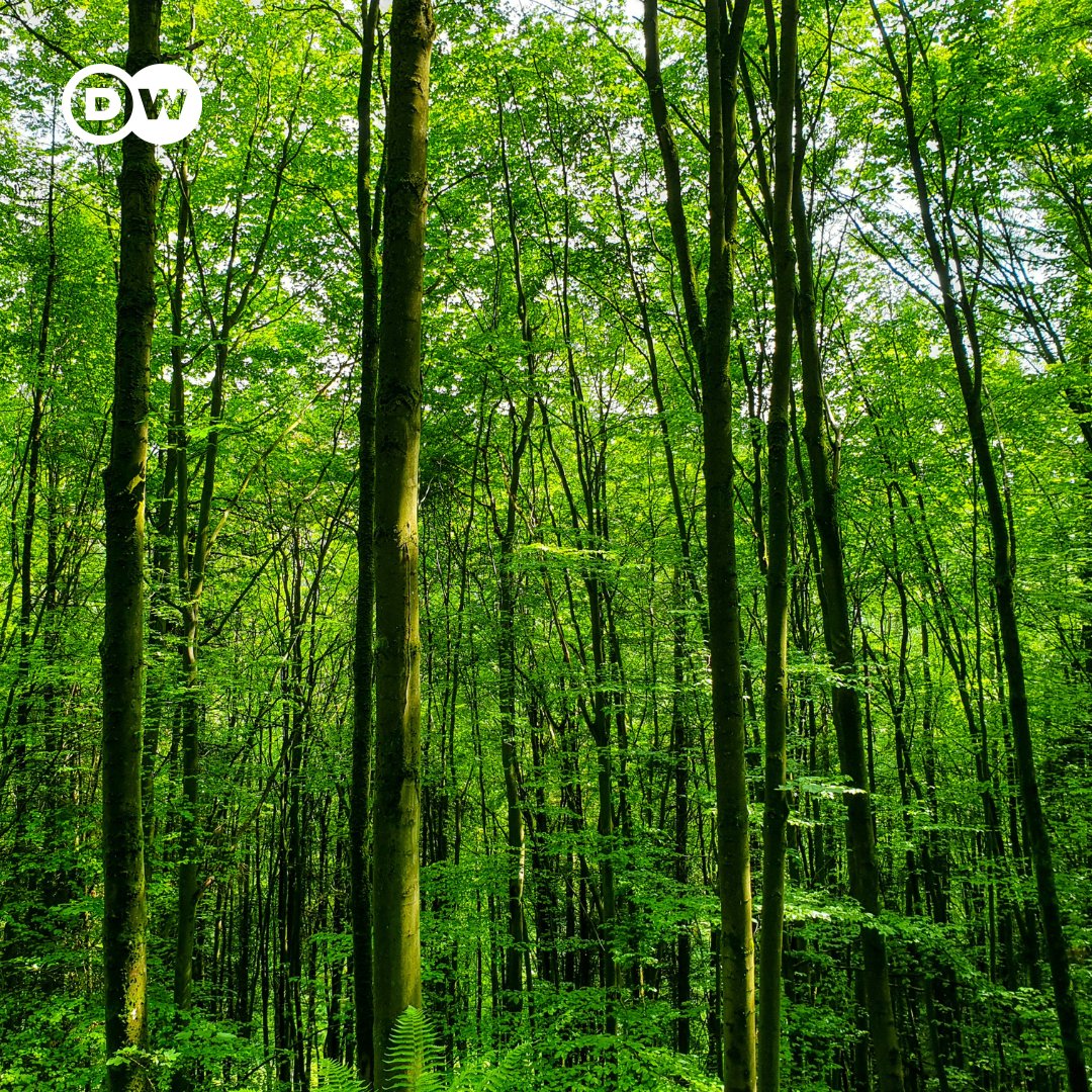 Guten Morgen, liebe Community! Wir beginnen unseren Tag mit einem Waldspaziergang. Wir lieben die frische Luft, das Zwitschern der Vögel und die schönen Farben, die der Wald zu bieten hat. Zu welcher Jahreszeit mögt ihr den Wald am liebsten?