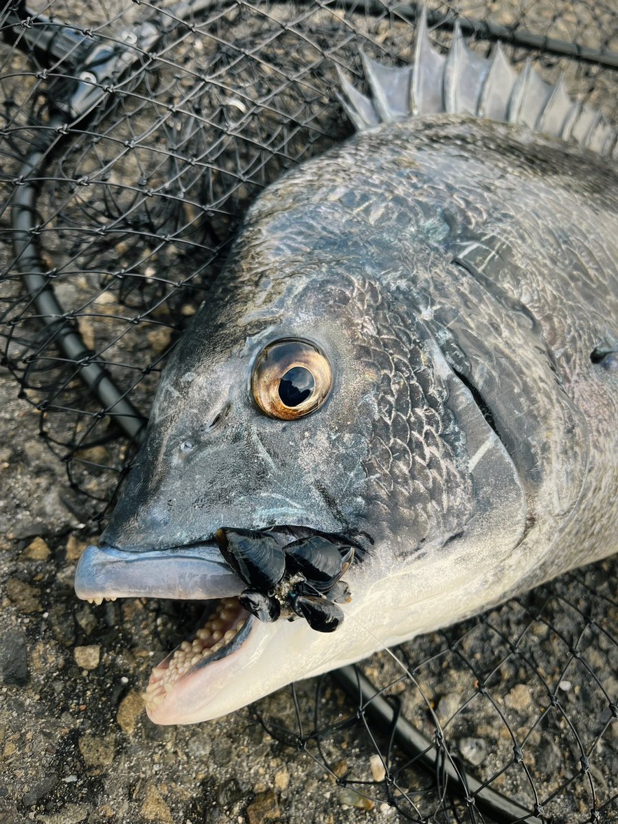 sobi556's tweet photo. 約1.5ヵ月ぶりの釣り🎣
久しぶりに楽しめました🐟

#名古屋港　#朝練　#落とし込み
#チヌ　#シーバス https://t.co/NfR2lODa3Q