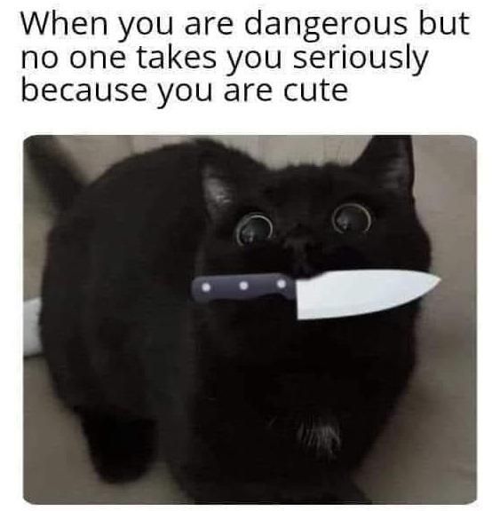 WholesomeMeme's tweet image. 