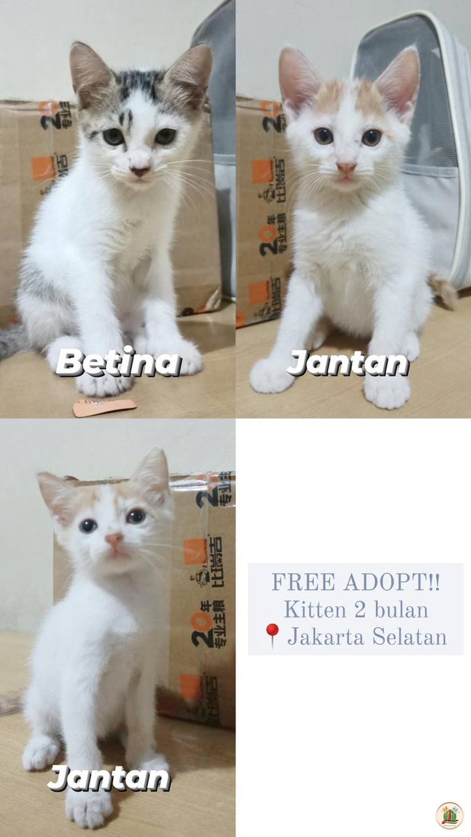 OPEN (FREE) ADOPT 🐈 kitten usia 2 bulan. udh bisa pee&poo di pasir, udh bisa makan dry food. dom Jakarta Selatan. mau tanya-tanya boleh dm ke @.sunberriess_