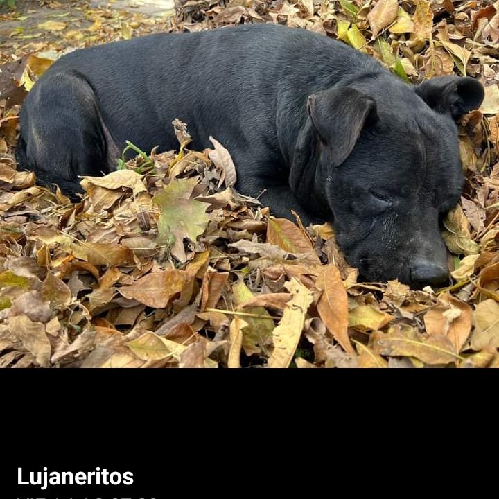 SOY JULIO💙🥺 ERA CALLEJERITO DE LUJAN, FUI A PARAR A ZOONOSIS HACE MUCHO Y POR LA TRISTEZA Y SOLEDAD ME DIO UN ACV, QUEDÉ CIEGUITO. ESPERO Y NECESITO CONSEGUIR EL AMOR DE UNA FAMILIA , UN HOGAR DONDE ME MIMEN🙏🙏 contacto tel 📱2323538038
facebook.com/share/p/796Pib…
RTRTRT