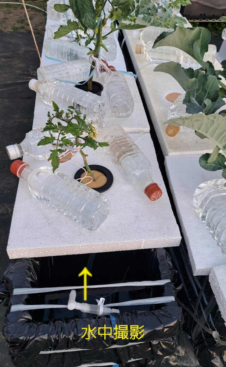 fKX2PU03AIMNDMu's tweet image. 水耕栽培

自動給水装置システム

ミニトマト
根っこの様子

 #水耕栽培
 #ミニトマト
 #根っこ