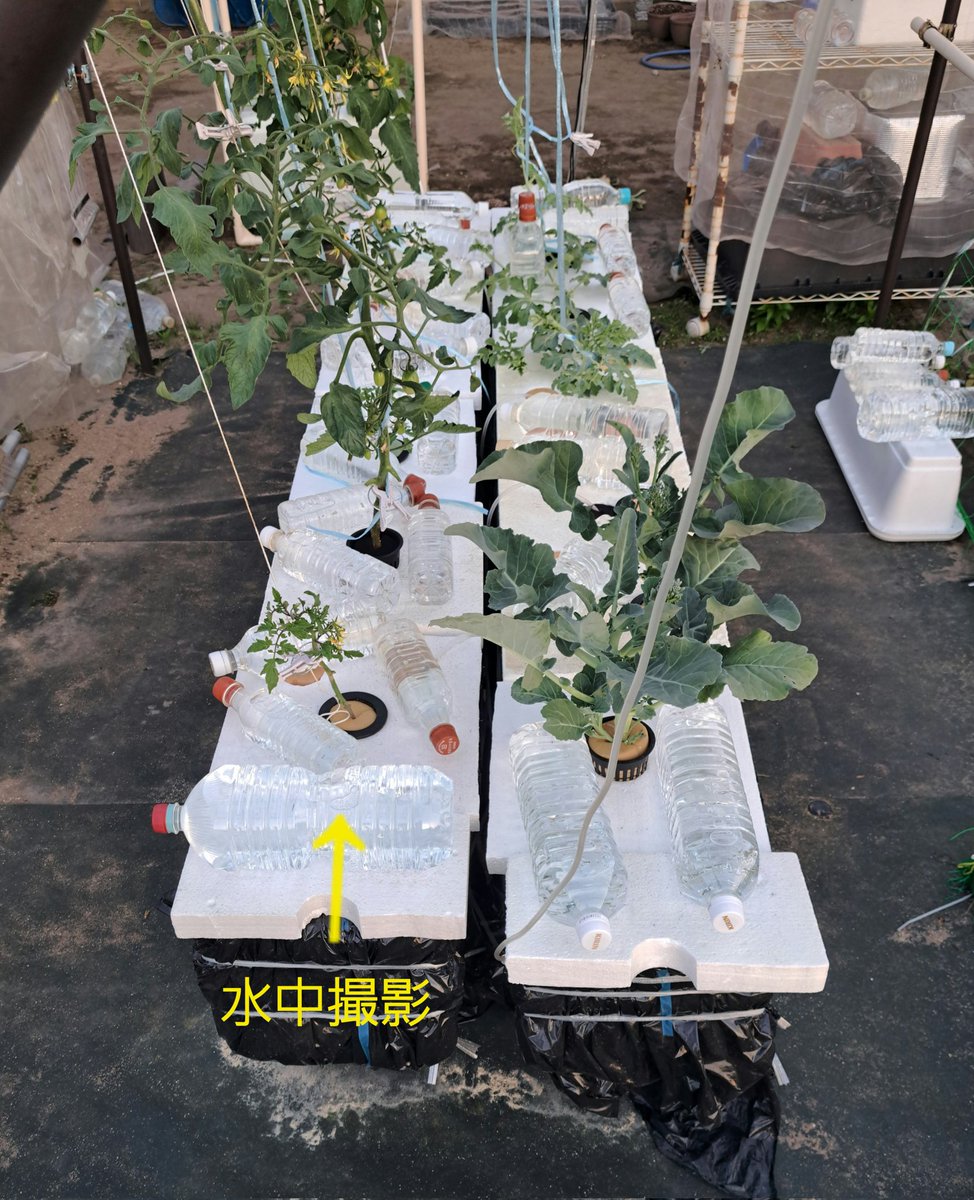 fKX2PU03AIMNDMu's tweet image. 水耕栽培

自動給水装置システム

ミニトマト
根っこの様子

 #水耕栽培
 #ミニトマト
 #根っこ