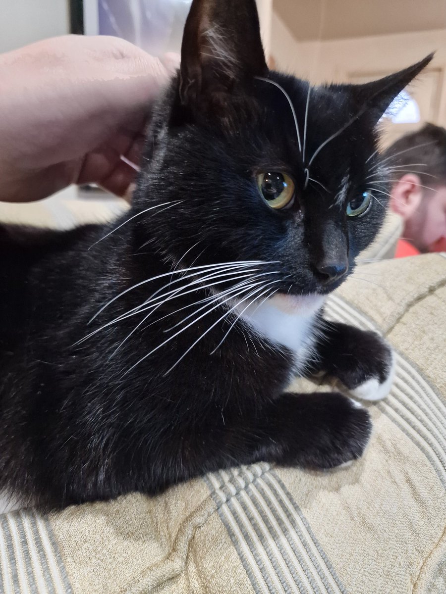 Joesephyr 🖌️ tweet media