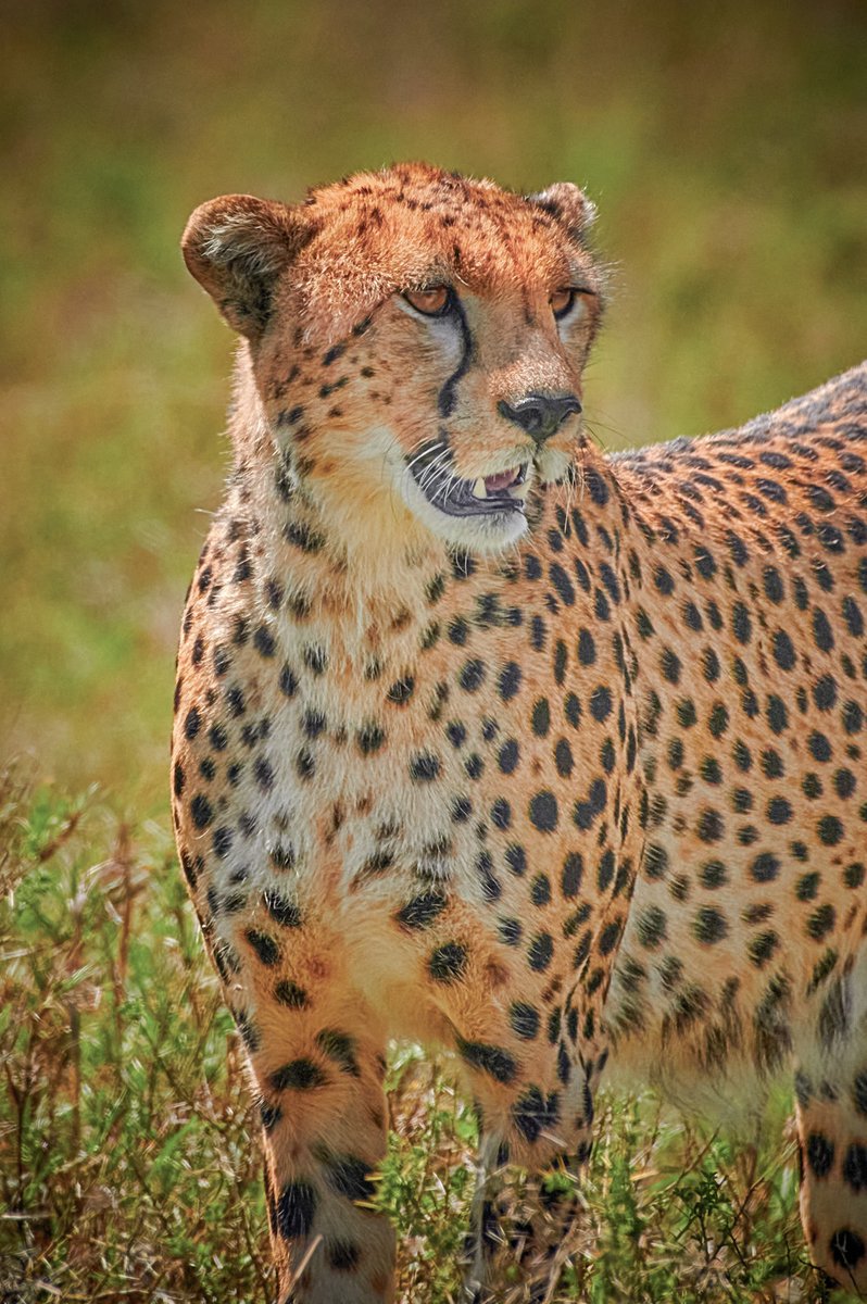Cute Cheetah from Serengeti, Tanzania
.
#endangeredspecies #cheetahs #cheetahlover #africawildlife #biologyislife #tanzaniawildlife #bownaankamal #discoverychannel #hakunamatata #planetearth #nikon #serengeti #destinationearth #bbcearthmagazine #serengetinationalpark