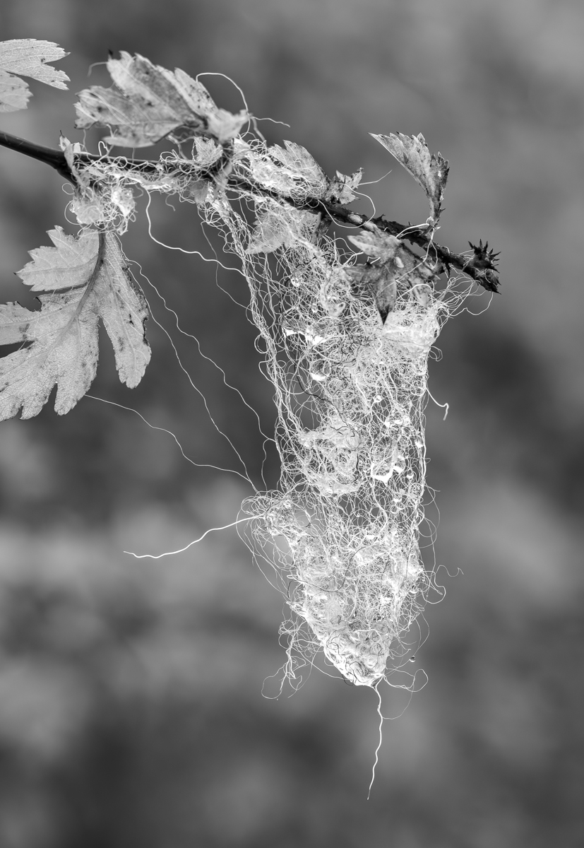 Sheeps wool caught on a low hanging hawthorn branch. @BNW_Macro #blackandwhitemacro #macro #ThePhotoHour #macrophotography #blackandwhitephotography #MacroHour