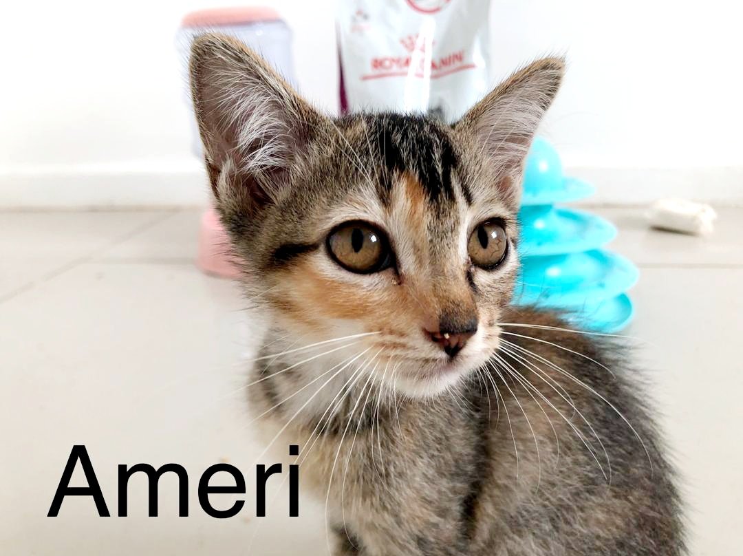 cats_rehome's tweet photo. Dear Cat Lovers 😘🌹
we are looking for a kind owner for four  cute kittens 
Location: Cyberjaya/Pouchong 
Contact: 0122128823
About Kittens 
-----------------
Gender. do not know yet
Names: Bran,Ameri, Maron,canon
Age. 1-1.5 months 
Vaccinations: First vaccine done,👏
cute kittens are very friendly.
----------
Thank you for helping us finding kind owners for our rescued cats 👏
#loveforcats
#adoptdontshop
#cyberjayacats