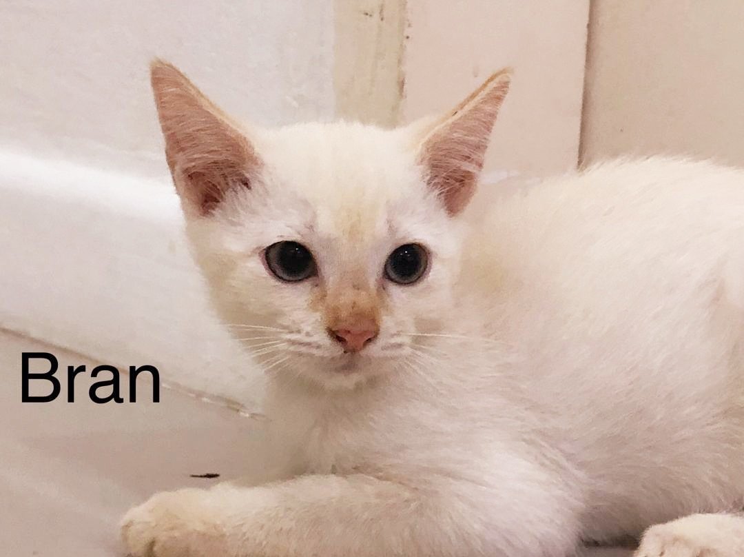 cats_rehome's tweet photo. Dear Cat Lovers 😘🌹
we are looking for a kind owner for four  cute kittens 
Location: Cyberjaya/Pouchong 
Contact: 0122128823
About Kittens 
-----------------
Gender. do not know yet
Names: Bran,Ameri, Maron,canon
Age. 1-1.5 months 
Vaccinations: First vaccine done,👏
cute kittens are very friendly.
----------
Thank you for helping us finding kind owners for our rescued cats 👏
#loveforcats
#adoptdontshop
#cyberjayacats
