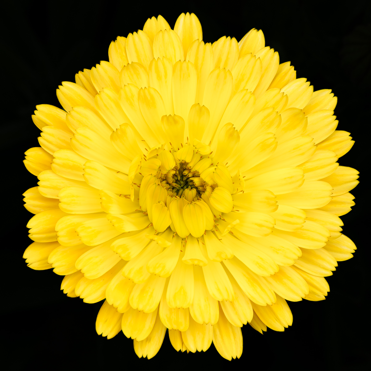 Art Shades Calendula's for #SundayYellow #Flowers #Macro