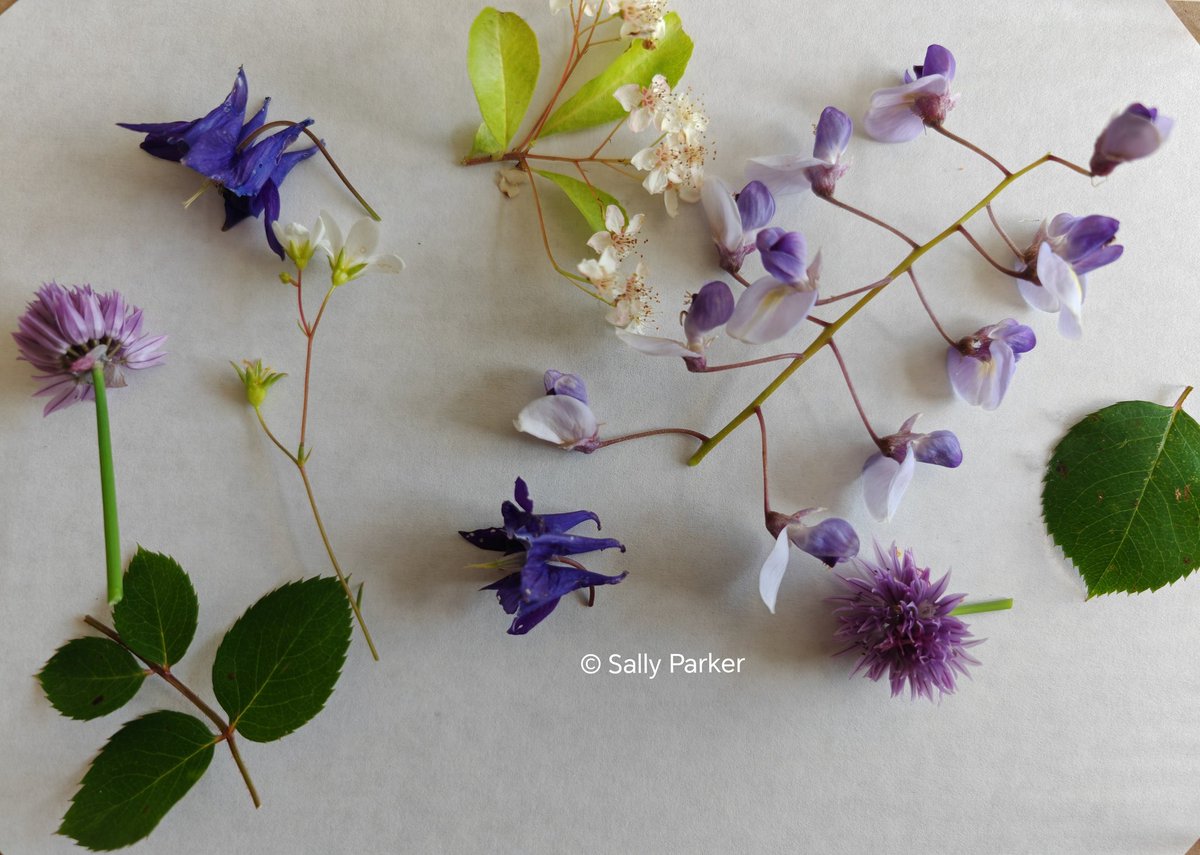 Late #spring #flowers from my #garden #chives #columbine #wisteria #blackthorn #aubretia #rose #leaves #nature #Seasons #art #painting