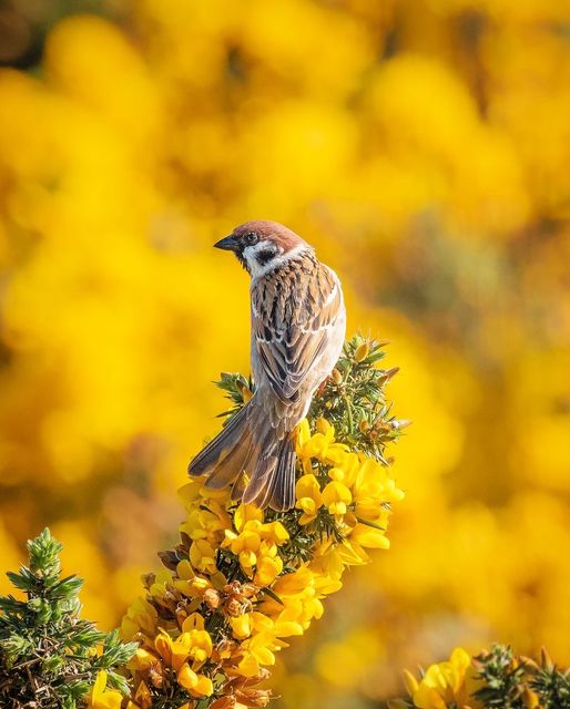 We just had to share this absolutely stunning photograph of one of our lovely Tree Sparrows! ✨💛 📷 @why_notphotography - Instagram