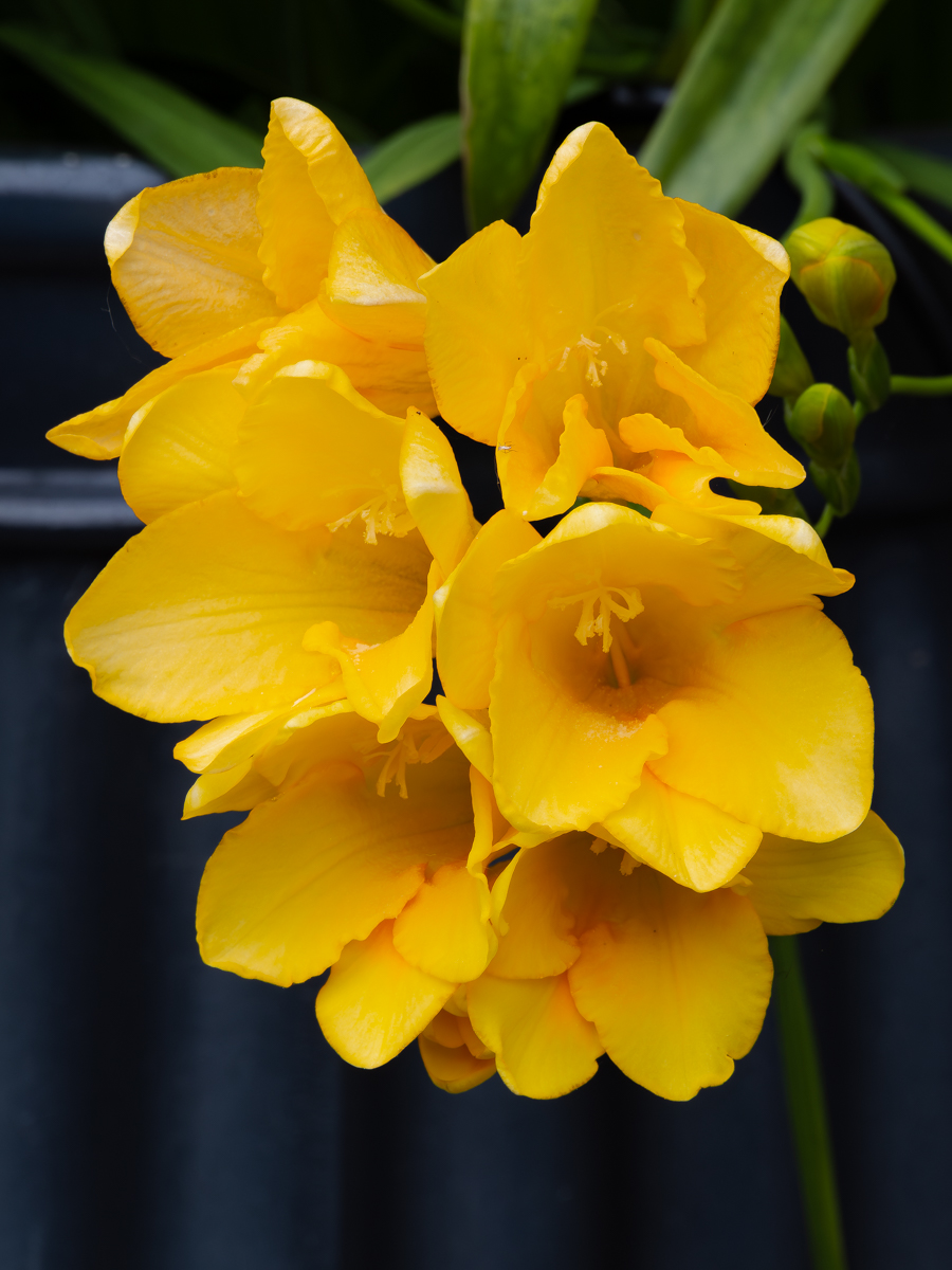 Yellow Freesia's for #SundayYellow #Flowers #Macro