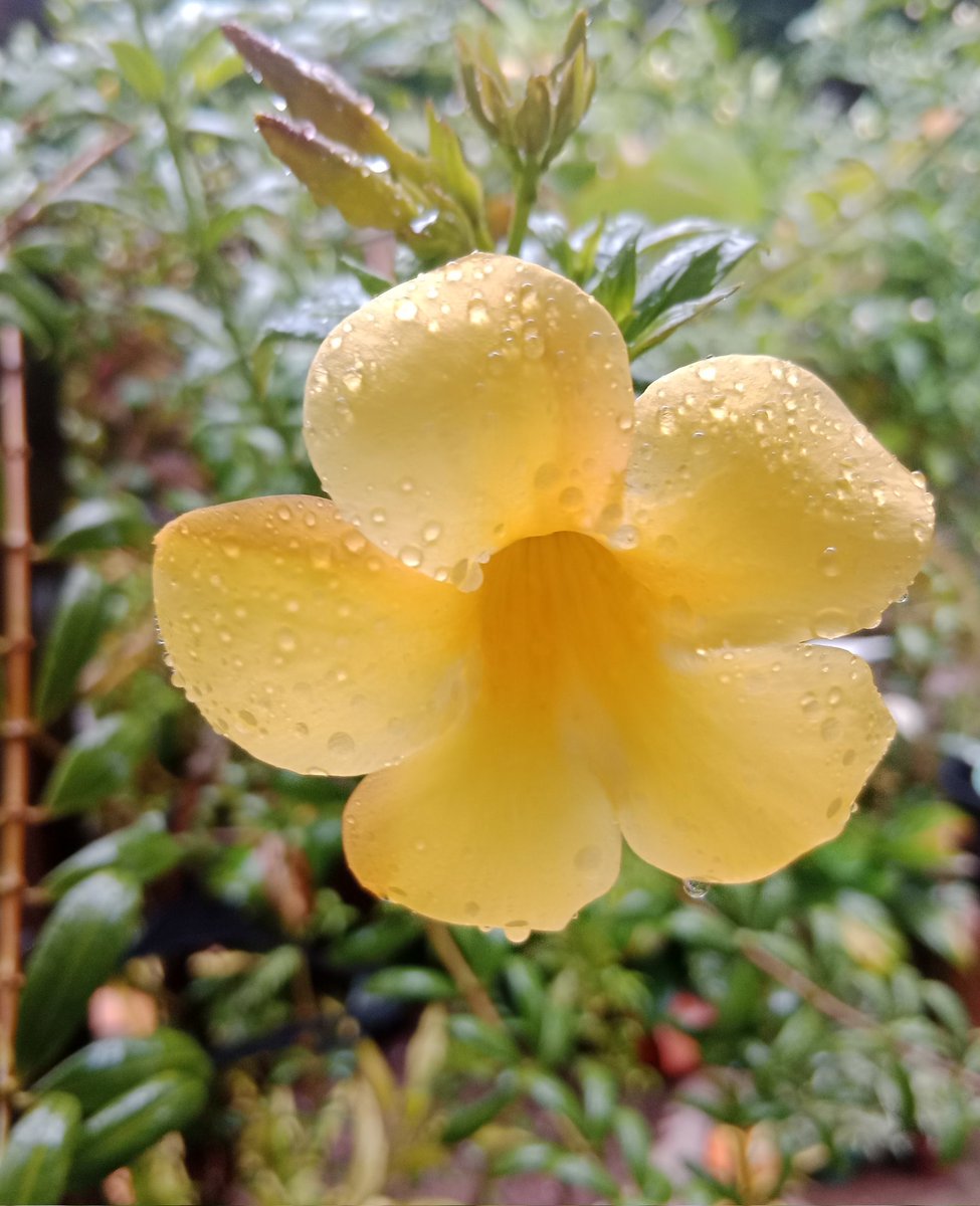 AKIMBO_888's tweet photo. #yellowonsunday
#rainy
#droplets
#yellowbell
A blessed/fortunate yellow on Sunday despite the storms in our lives. 🙏🍀😇
Stay safe. 🙏😇
CARPE DIEM. 🤠🫡 https://t.co/sqT40uiJXz