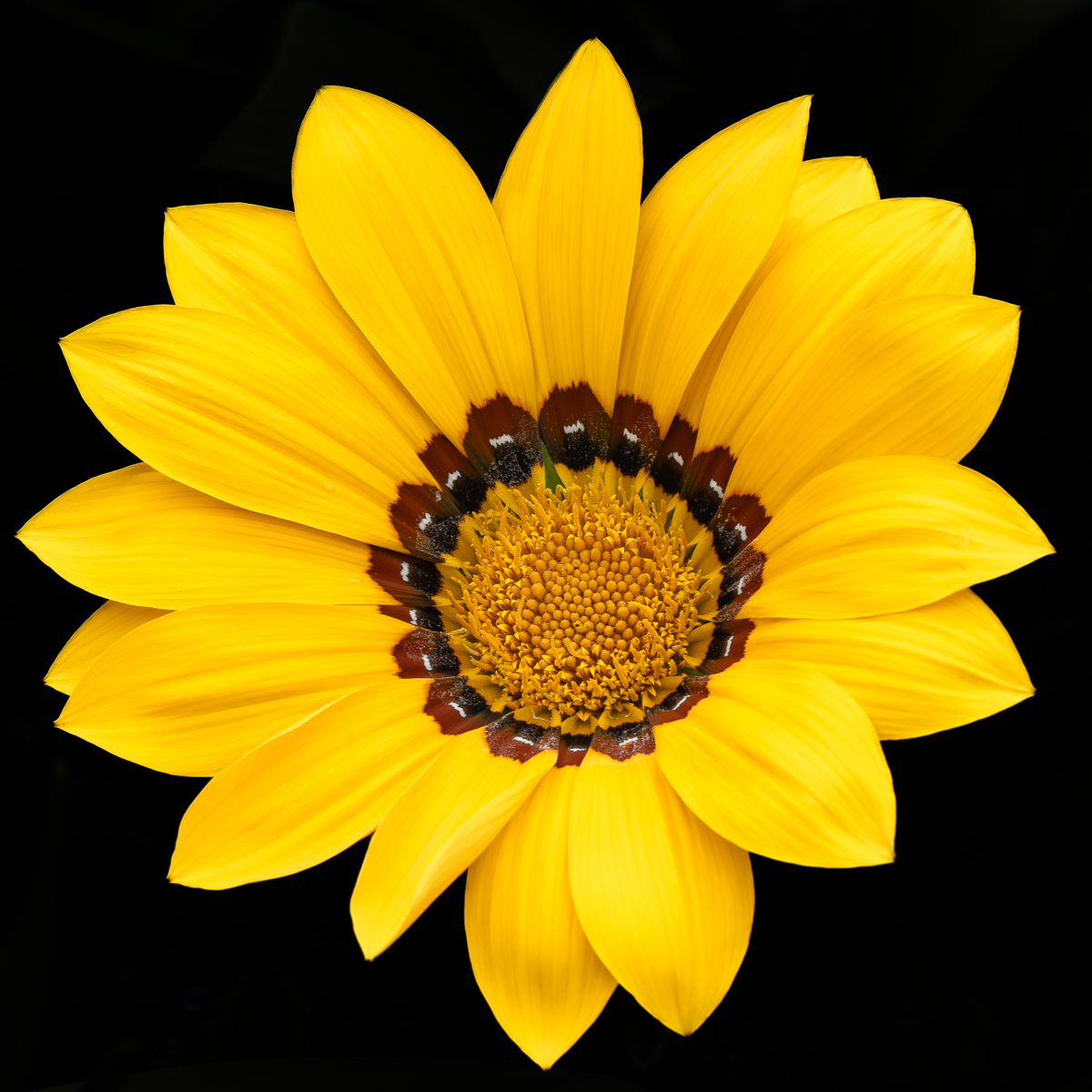 A Yellow Gazania for #SundayYellow #Flowers #Macro