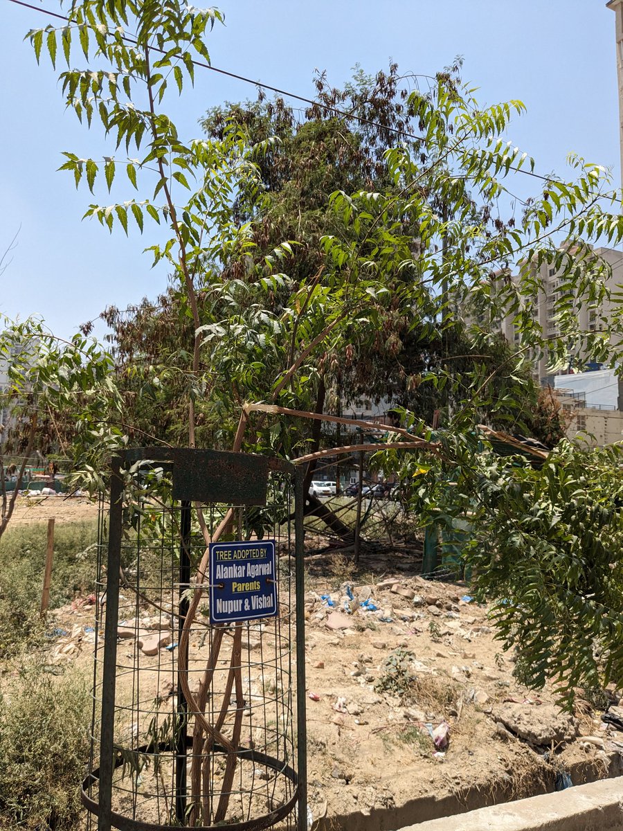@noida_authority @Uppolice Someone broke the tree and stole the green mess surrounding the tree near Amrapali Silicon City gate #5, Sector 76. Please help get it straight again and take action against the culprits.
