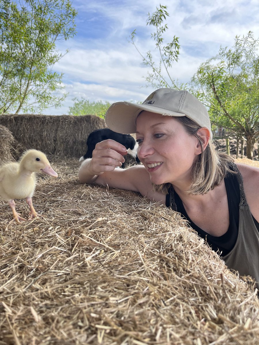 caenhillcc's tweet photo. Good to welcome Bolt the runner duckling back to the farm. Thank you Caroline for looking after him for me #duckling #runnerduck @caro_painter https://t.co/JxnNAUo6DX