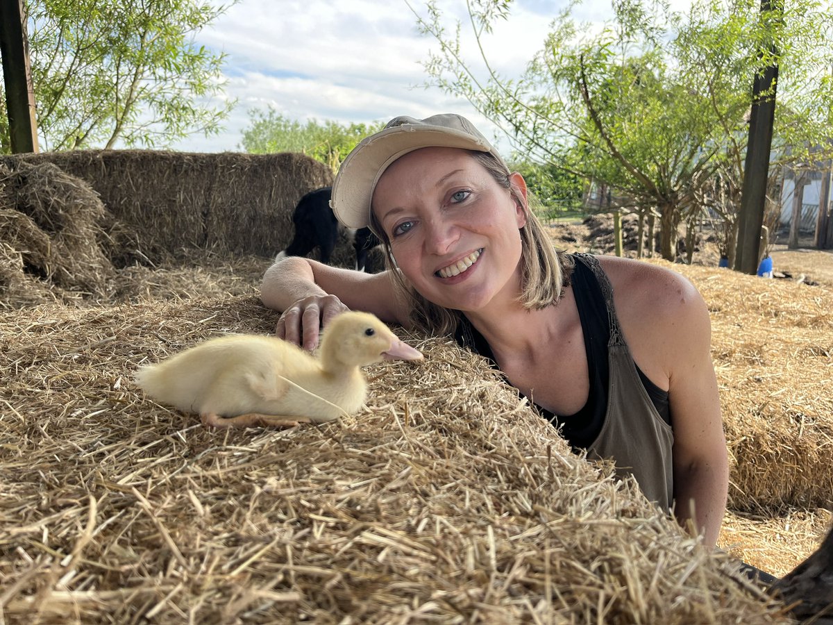caenhillcc's tweet photo. Good to welcome Bolt the runner duckling back to the farm. Thank you Caroline for looking after him for me #duckling #runnerduck @caro_painter https://t.co/JxnNAUo6DX