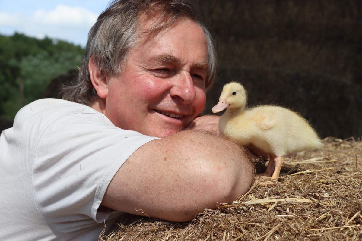 caenhillcc's tweet photo. Good to welcome Bolt the runner duckling back to the farm. Thank you Caroline for looking after him for me #duckling #runnerduck @caro_painter https://t.co/JxnNAUo6DX