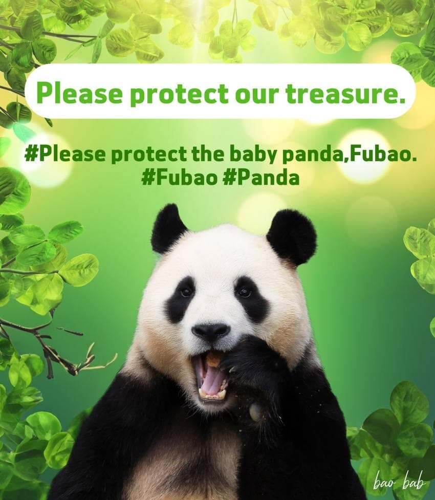 jinny9697's tweet photo. #savefubao
@WWF 
@_WWFKorea_ 

푸바오를위해
서명운동에 동참해주세요
이름과 이메일만 넣어주시면됩니다

https://t.co/E6V0Ucvgz0 https://t.co/OkZC0lU45T