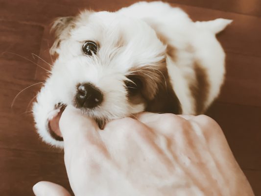 How to stop a puppy biting when it gets excited trib.al/fkSILMK