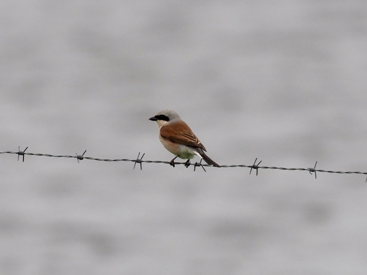Kevin Kelly (@kevinkelkenny) on Twitter photo The run of incredible arrivals of migrant birds continues here in Shetland. No where better when it is like this (well no where better anyway, but extra special right now 😁) <a href="/RSPBScotland/">RSPB Scotland</a> <a href="/NatureInShet/">Nature in Shetland</a> <a href="/shetlandbirds/">Shetland Bird Club</a> <a href="/BirdGuides/">BirdGuides</a> The run of incredible arrivals of migrant birds continues here in Shetland. No where better when it is like this (well no where better anyway, but extra special right now 😁) <a href="/RSPBScotland/">RSPB Scotland</a> <a href="/NatureInShet/">Nature in Shetland</a> <a href="/shetlandbirds/">Shetland Bird Club</a> <a href="/BirdGuides/">BirdGuides</a>