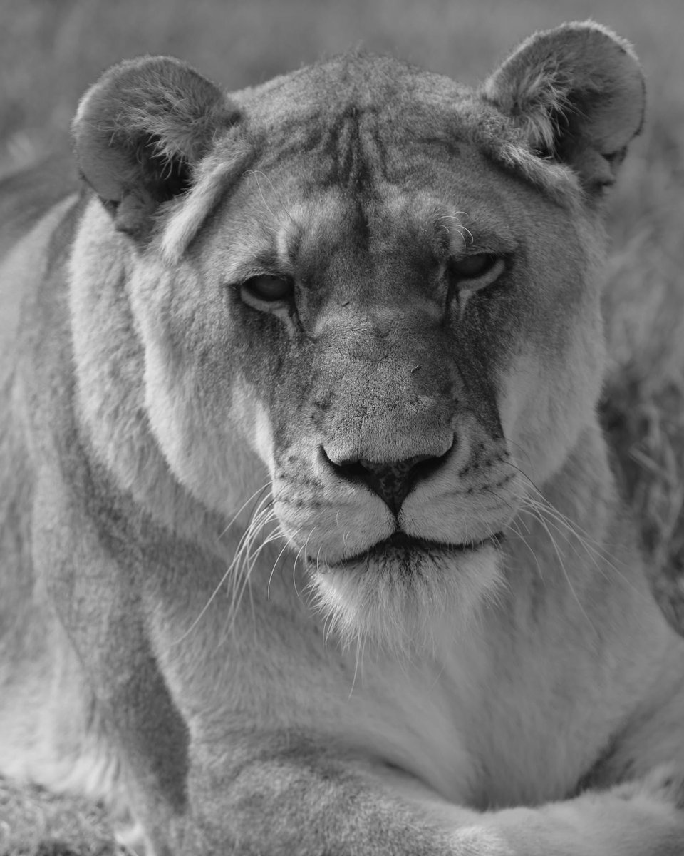 Farewell, lioness Bridgette! 🌈 The 17-year-old lioness had suddenly been showing neurologic symptoms at LIONSROCK Big Cat Sanctuary. She was thoroughly checked under anaesthesia and received medical treatment right away, but unfortunately soon after she passed away.