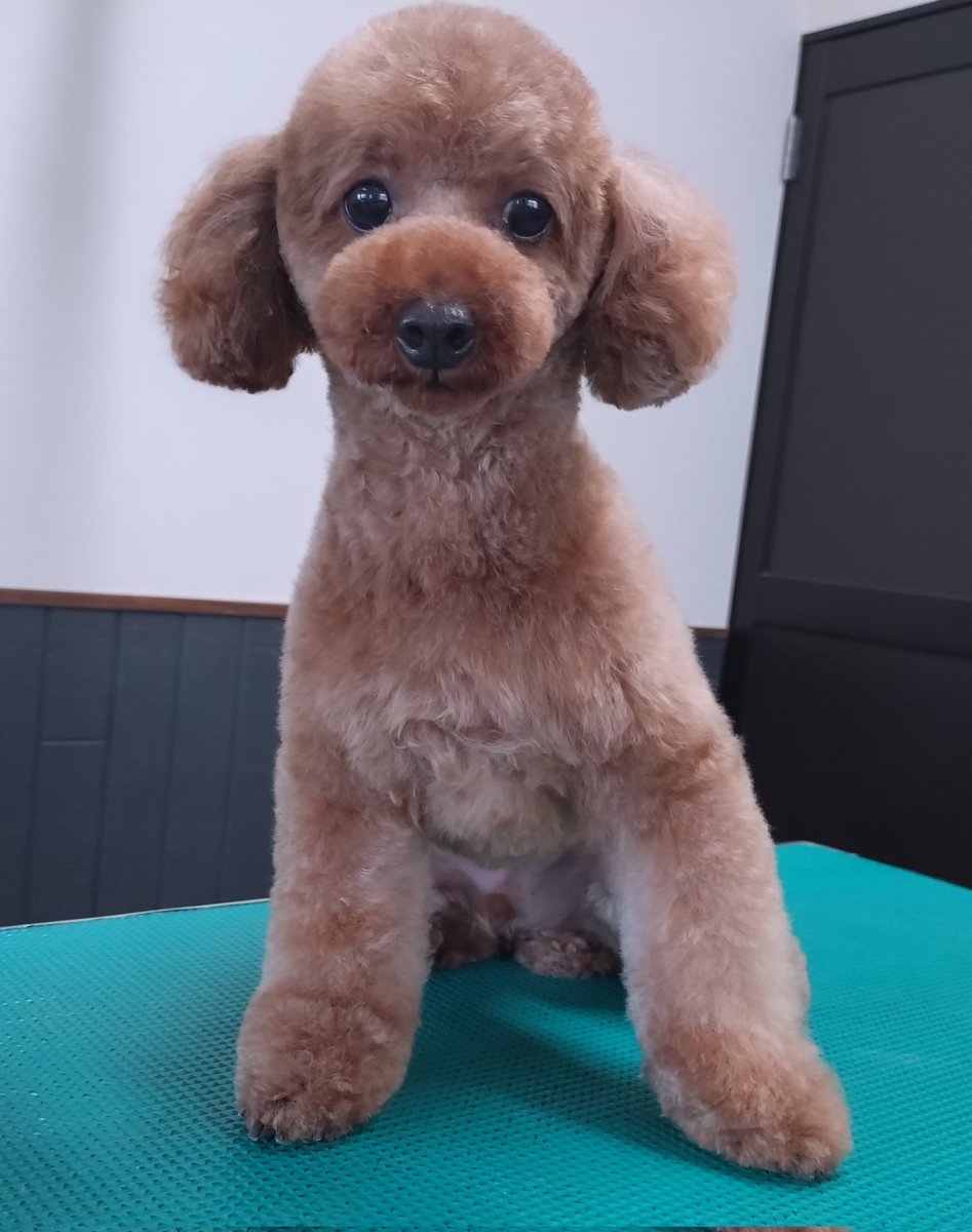 トイプードルの ポムくん

#トイプードル #プードル #津市トリミング #津市ドッグサロン #津市 #toypoodle #poodle #trimming