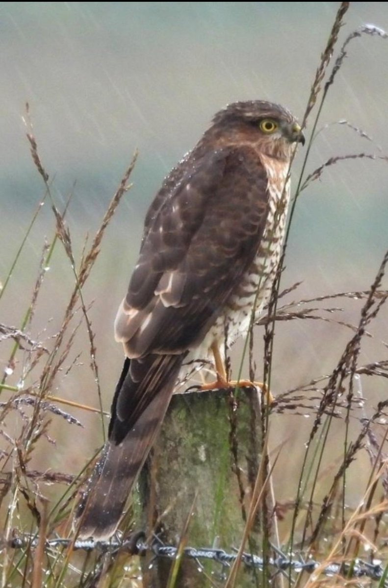 Sparrowhawk  - Moine Mhor, Argyll