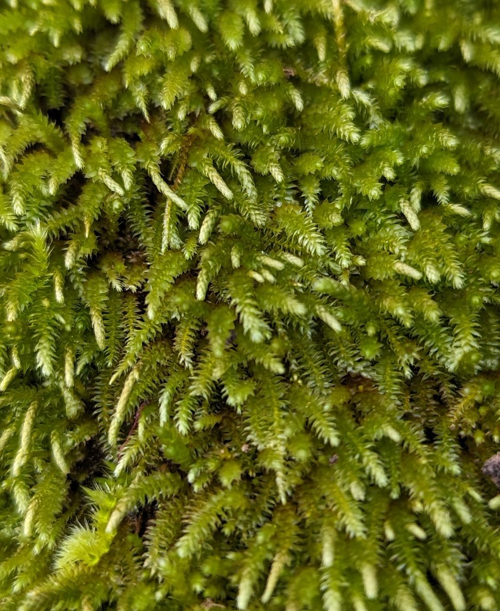LemonStephen's tweet image. An impressive olive tree near Tarvin in Cheshire, with an equally impressive colony of the moss Nogopterium gracile.  The tree has been in place for at least 3 years but most likely Nogopterium was already on it when imported from northern Italy. @BBSbryology