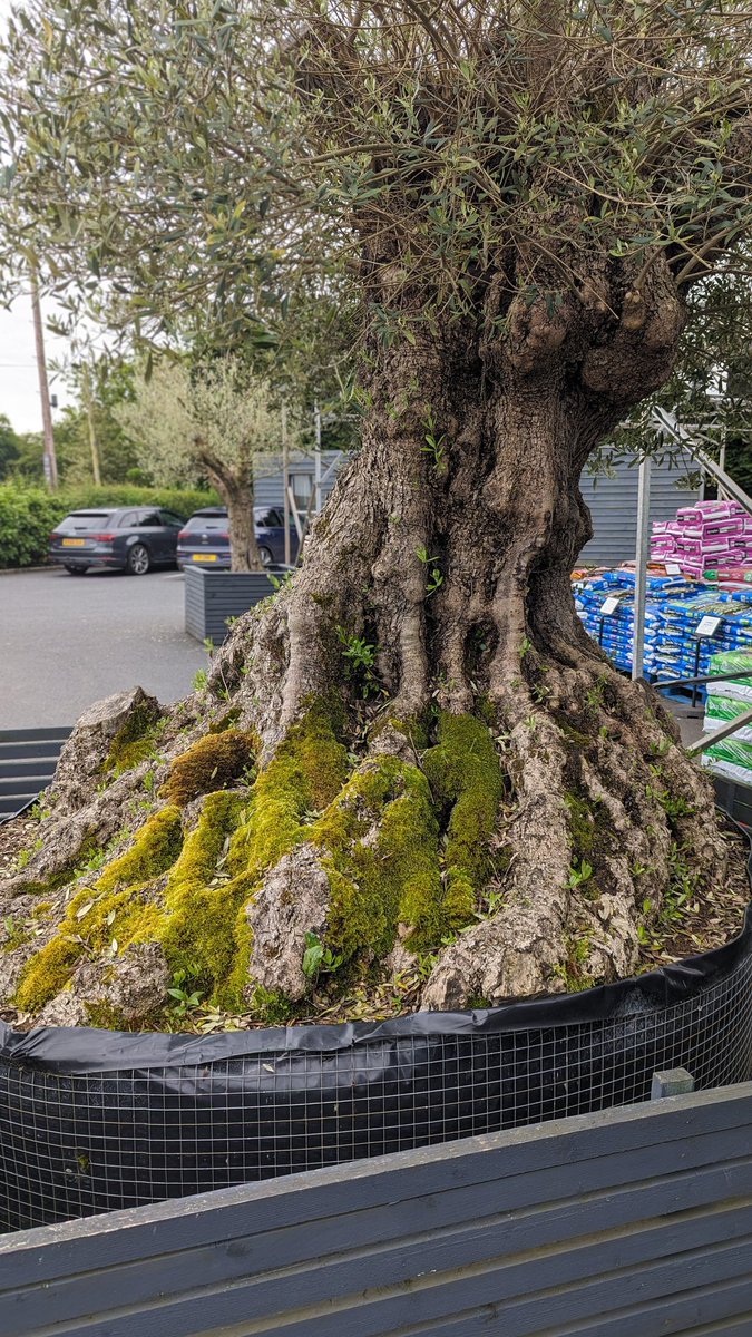 LemonStephen's tweet image. An impressive olive tree near Tarvin in Cheshire, with an equally impressive colony of the moss Nogopterium gracile.  The tree has been in place for at least 3 years but most likely Nogopterium was already on it when imported from northern Italy. @BBSbryology