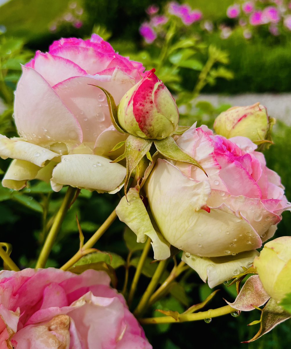 Happy Roses on a happy sunny Sunday 🩷🩷🩷

#RoseSunday 
#SUNDAY 
#MotivationalThought 
#photographers 
#flowerpictures