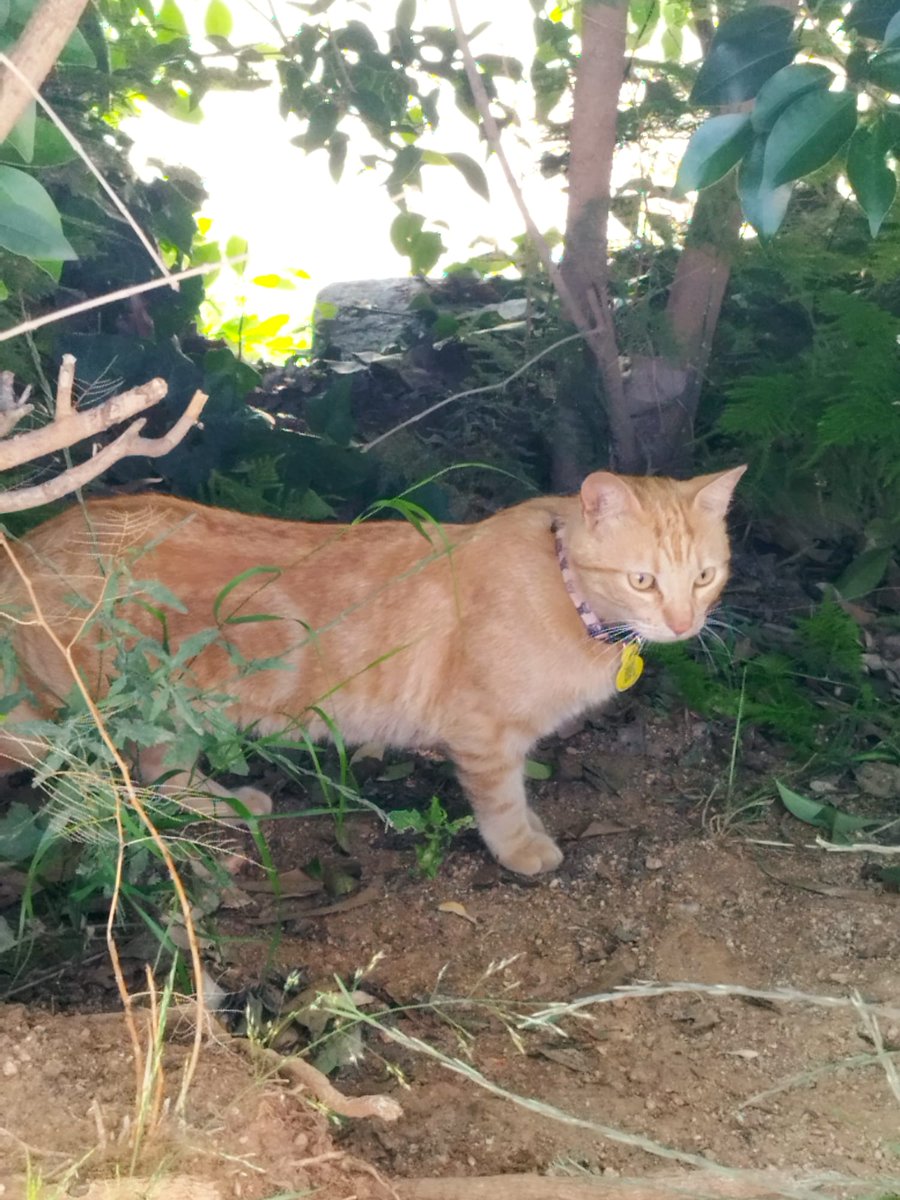areagossosbdn's tweet photo. 🆘🆘¡¡ATENCIÓN!! 🆘🆘
Gato perdido en #Lloreda
Tiene chip y está merodeando por el pipican.
No se ha dejado coger.
Se busca a su familia.
#Badalona
Df📣📣📣 https://t.co/kQQDxvh1iC