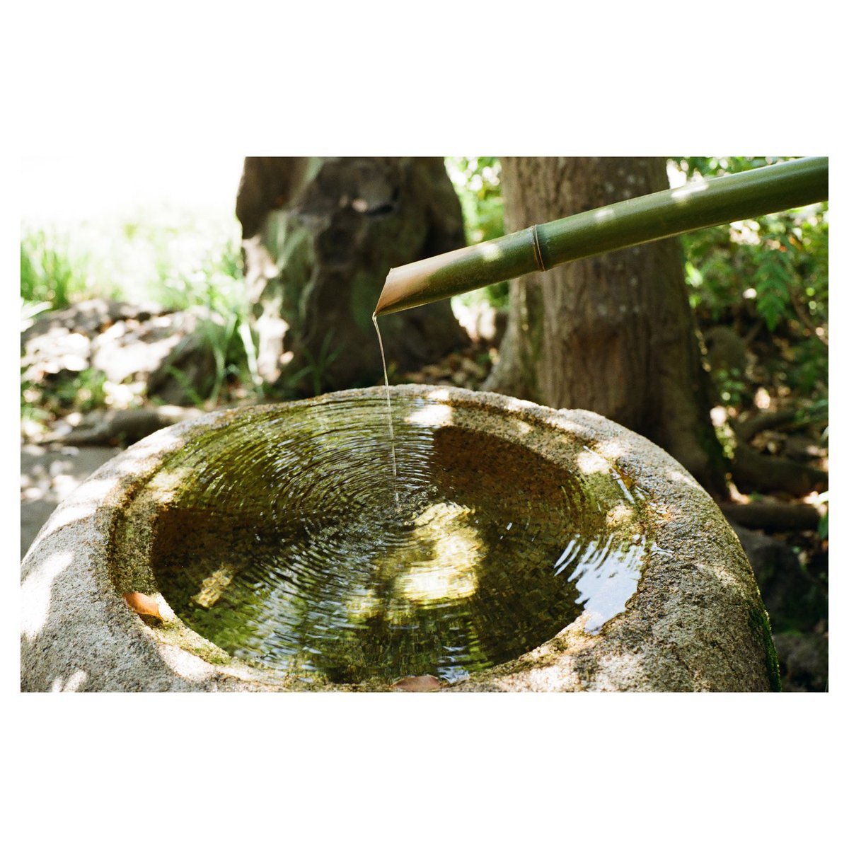 LensShutter's tweet image. Zen

📷 Leica M-A
🎞️ Kodak ColorPlus
📍Tokyo