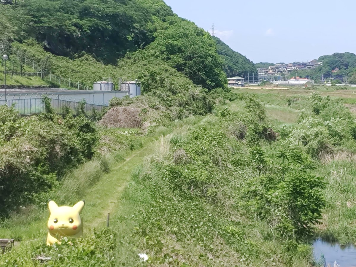 これは宇都宮で見かけた野生のピカチュウ