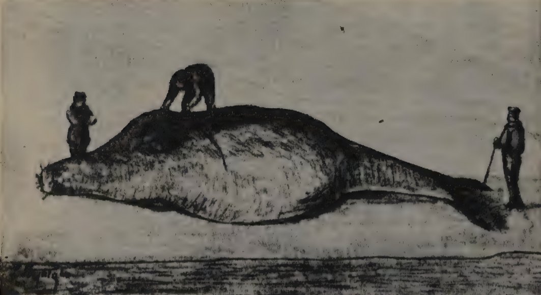 One of the neat things about Steller's sea cow sightings is that there have been fairly frequent reports for centuries. In 1777, not even a decade after the species went extinct there was a 'manatee' report, and a recent report happened in 2006.