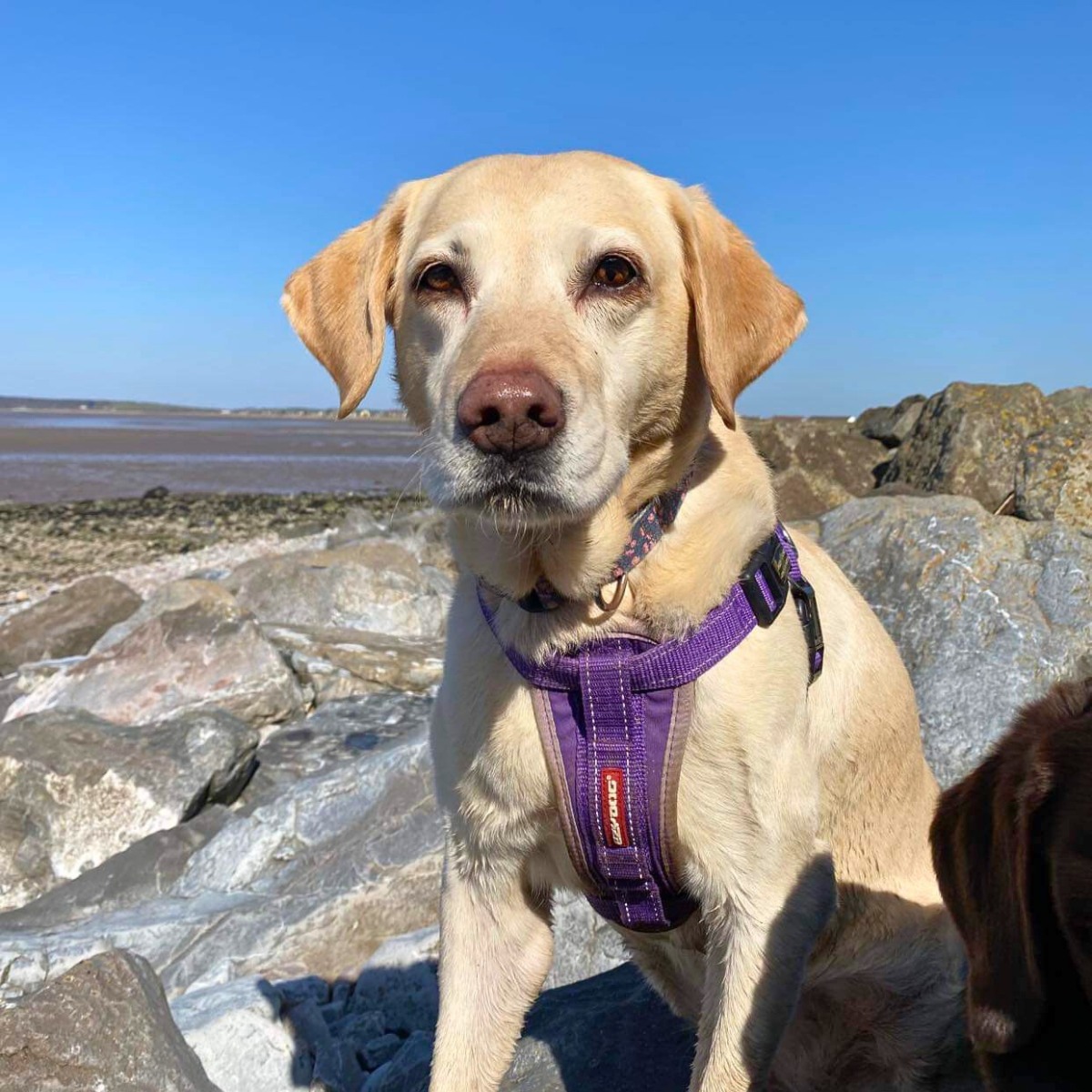 This #ArthritisAwarenessMonth meet 11-year-old #Labrador, Sky! She's been regularly taking arthritis medication since her symptoms started over five years ago 💊 Thanks to our Bristol Pet Hospital team, we've been able to keep her comfortable. She's enjoying life ❤️