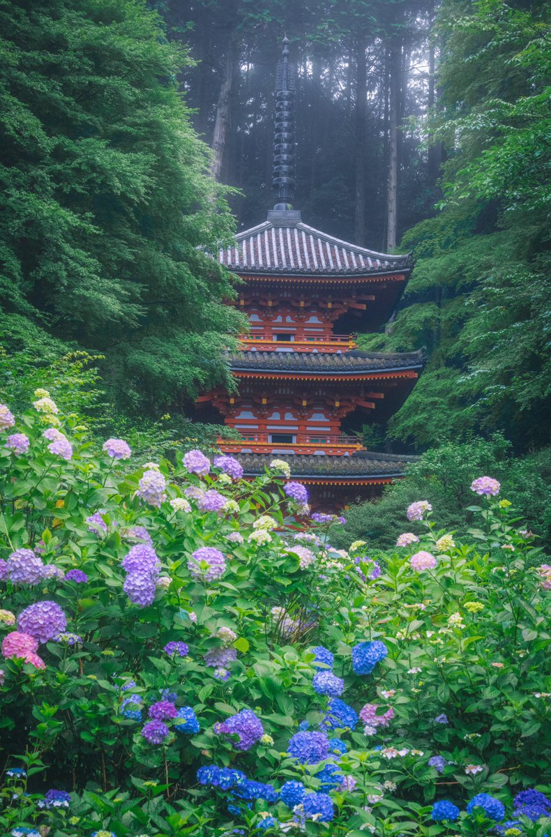 紫陽花輝く雨霧の岩船寺。